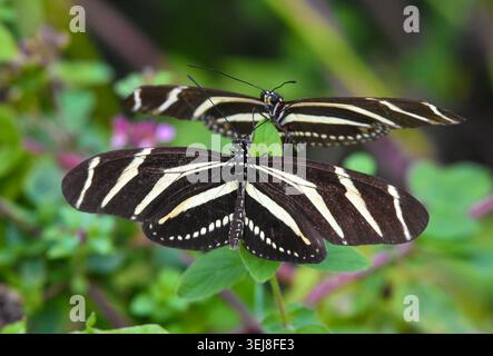 A close up captures two Zebra Longwing butterflies perched on green leaves, showcasing their distinctive black and white striped wings in nature. Stock Photo