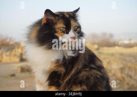 Cute close up portrait of a fluffy long-haired calico cat with a beautiful tortoiseshell and white pattern on its fur in evening twilight Stock Photo