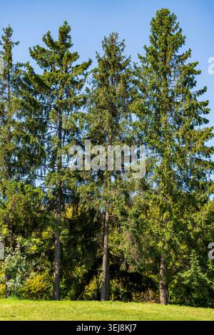 Tall green spruce trees under clear blue sky. Scenic view of high evergreen pine trees growing on a green grass hill against blue sky. Nature, forestr Stock Photo