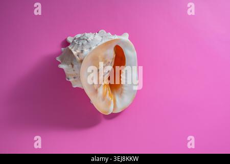 Large sea shell on vibrant pink background. Top view of a large natural horned helmet seashell with a smooth orange opening, centered on a bright pink Stock Photo