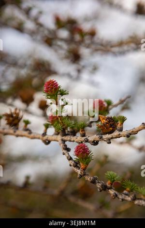 Young larch buds growing on branch with melting spring snow Stock Photo