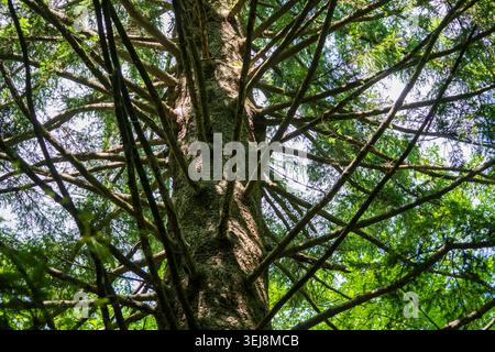 Looking up through branches of a tall evergreen fir tree trunk. Low angle view of a majestic coniferous tree trunk with dense symmetric branches under Stock Photo