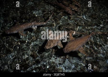 An overhead photograph of several small sharks swimming in shallow, crystal-clear water. The seabed is covered with dark, textured rocks and pebbles, Stock Photo