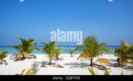 A wide-angle photograph of a tropical beach featuring bright white sand and several small palm trees in the foreground. The background shows clear tur Stock Photo