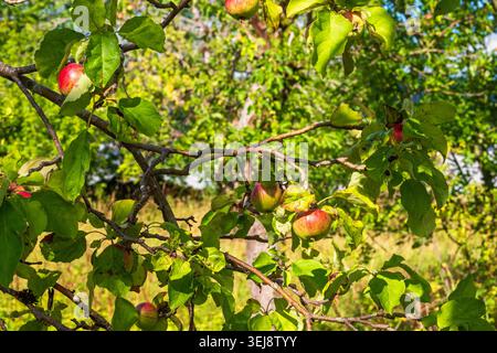 Apples on a tree branches a summer day in a garden Stock Photo