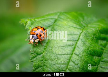 A bright orange ladybug rests on a textured green leaf, captured in stunning macro detail with a soft, blurred natural background. Stock Photo