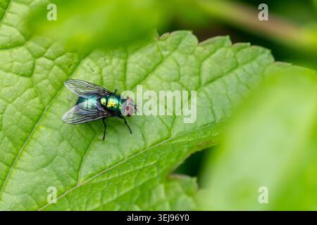 A metallic green bottle fly rests on a textured leaf, its iridescent body and translucent wings standing out against the soft green background. Stock Photo