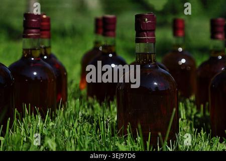 A collection of dark glass bottles filled with amber liquor or whiskey standing in rows on a vibrant green lawn. The shallow depth of field isolates t Stock Photo