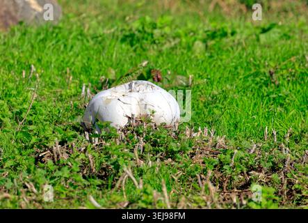 Giant puffballs in grassland (calvatia gigantea), Cardiff, South Wales, United Kingdom.  Taken September Stock Photo
