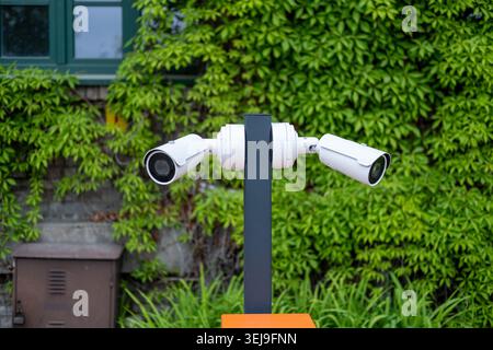 Two white bullet security cameras are mounted on a grey pole against a background of green climbing vines. Stock Photo