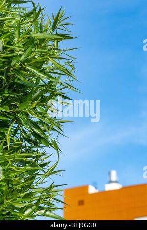Lush Green Bamboo Against a Clear Blue Sky and Orange Building in the Background Stock Photo