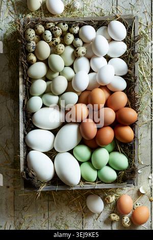 Assorted farm-fresh chicken and quail eggs arranged in a rustic wooden crate with straw, photographed from above Stock Photo