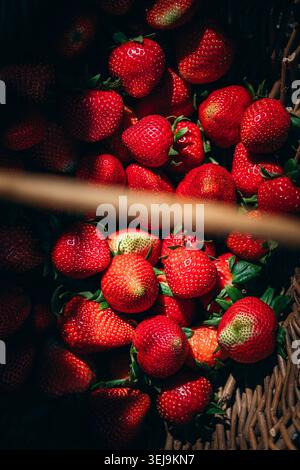 Freshly picked ripe red strawberries Stock Photo