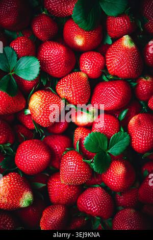 Freshly picked ripe red strawberries Stock Photo