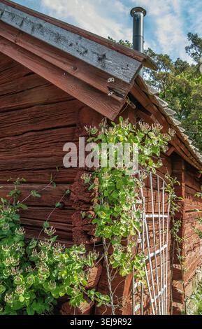 Common honeysuckle  (Lonicera periclymenum) climbs on old timber walls Stock Photo