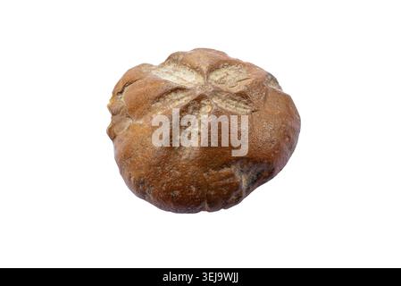 Fossilized sea urchin echinoid isolated on white background showing rounded shape with five pointed star pattern on surface brown stone texture illust Stock Photo