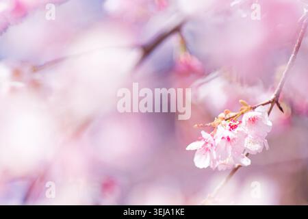Abstract spring background created by softly focused Kawazu cherry blossoms in full bloom, pastel pink floral texture with dreamy bokeh and copy space Stock Photo