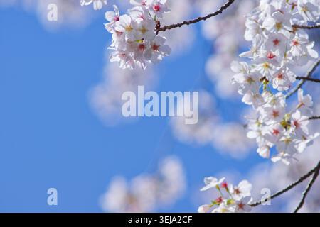 White Somei Yoshino cherry blossoms against a clear blue sky in spring, delicate floral composition with soft focus and seasonal atmosphere Stock Photo