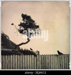 Two birds perch on a weathered fence beside a windswept, gnarled pine tree in this moody, sepia-toned fine art photograph evoking Zen stillness. Stock Photo