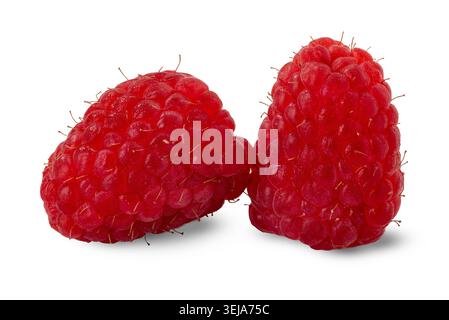 Fresh red raspberries (Rubus idaeus) isolated on a white background, with clipping path included Stock Photo