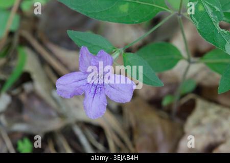 Wild Petunia, Ruellia sp. Stock Photo