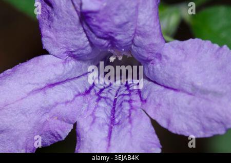 Wild Petunia, Ruellia sp. Stock Photo