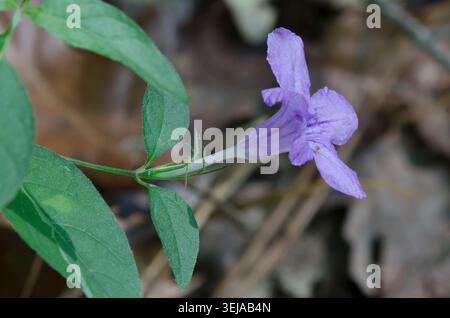 Wild Petunia, Ruellia sp. Stock Photo