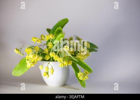 Close-up of blooming linden tree branches with yellow flowers and green leaves placed in a small vase. Isolated on neutral grey background. Concept of Stock Photo