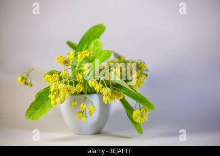 Freshly picked blooming linden tree branches with yellow blossoms and green leaves in a small ceramic vase. Isolated on light grey background. Useful Stock Photo