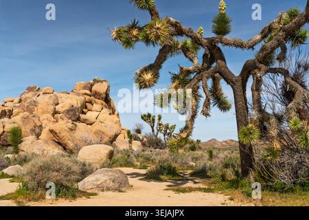 Joshua tree blooming in Joshua Tree National Park, California, USA. Stock Photo