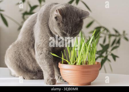 Gray cat sniffing fresh green grass in ceramic pot. British shorthair pet sitting on white table. Healthy organic snack for animal. Nature at home and Stock Photo