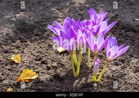 Group of vibrant purple autumn crocus flowers (Colchicum autumnale) blooming on open garden soil in fall, beautiful perennial bulbs for ornamental aut Stock Photo