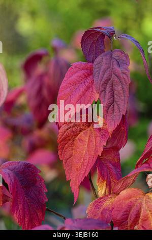 Closeup of Spiraea japonica 'Macrophylla' leaves colored in deep pink, purple, and orange, against green garden bokeh. Bright ornamental plant texture Stock Photo