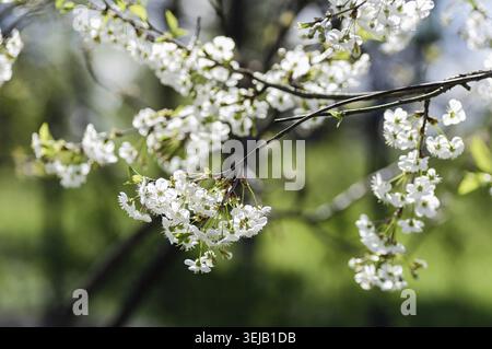 Cherry blossom branch with delicate white flowers and fresh green leaves on a blurred green background. Spring nature, floral beauty, and seasonal fre Stock Photo