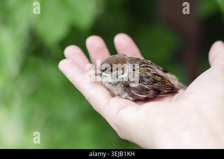 Little chick is sitting on the palm of his hand. Sparrow chick in the hand of man. Close up Stock Photo