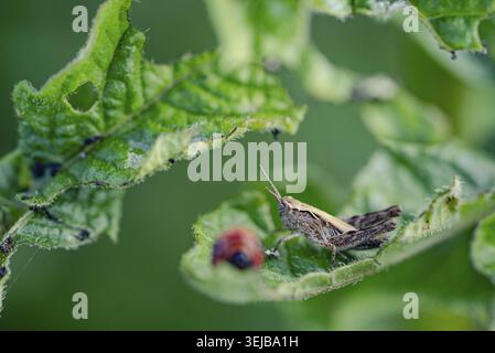 Small grasshopper is perching on a vibrant green leaf, sharing the space with a ladybug, showcasing a peaceful moment in the natural world Stock Photo
