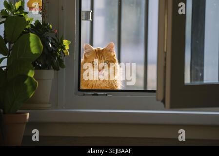 Fluffy orange cat curiously looking through a window, its face illuminated by warm sun rays, showing interest and gentle contemplation as it observes Stock Photo