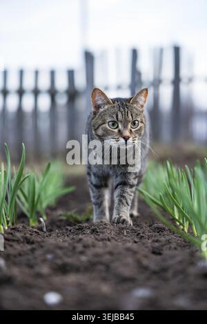 Focused tabby cat prowls through garden rows, with green shoots of plants emerging from the soil, set against a rustic wooden fence background Stock Photo