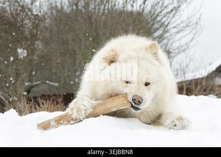 Beautiful fluffy white Samoyed dog playing with a wooden stick in fresh winter snow. Cute pet portrait outdoors with large empty copy space for text Stock Photo