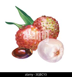 A hand-drawn watercolor illustration of an exotic lychee fruit group. Botanical composition with whole pink litchi with green foliage, a peeled fresh Stock Photo