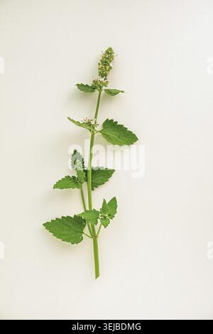 Pressed specimen of lemon balm (Melissa officinalis) with green leaves and blooming spike, isolated on a white background. Classic herbarium style for Stock Photo