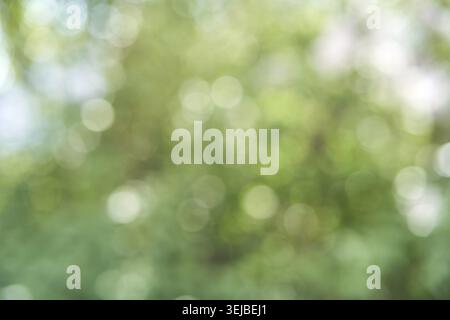 Abstract nature green bokeh background with soft light and circular shapes Stock Photo