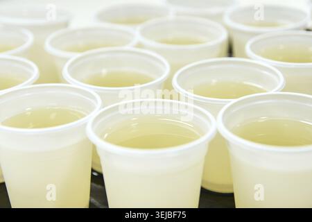 Rows of white plastic cups filled with yellow liquid arranged in a grid pattern Stock Photo
