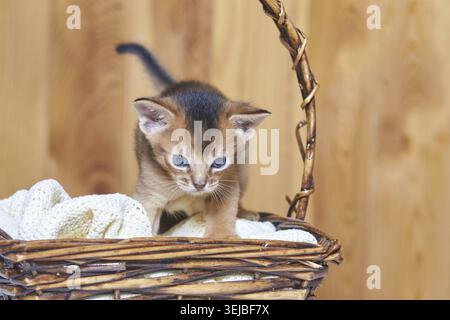 Adorable abyssinian kitten exploring wicker basket with cozy blanket in warm home setting Stock Photo