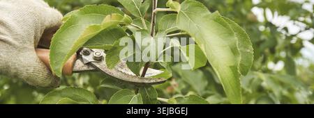 Gardener pruning apple tree branches with shears in lush green garden setting Stock Photo
