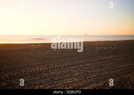Seagulls gather on a wide sandy shoreline at golden hour in Sunset Beach, California, with calm waves, warm light, and a peaceful coastal atmosphere. Stock Photo