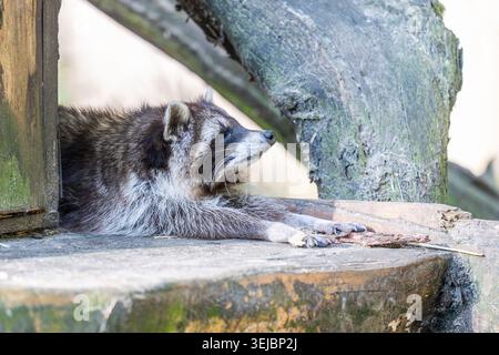 Raccoon resting with stretched paws on a wooden structure in a public animal park Stock Photo