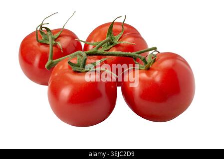 Fresh and ripe cluster tomatoes isolated on white. Clipping path included. Concept of organic food, agriculture and natural ingredients for cooking. Stock Photo