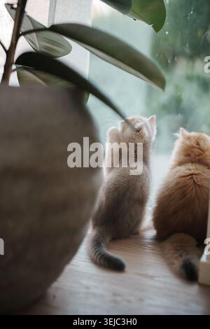 Two fluffy kittens sit side-by-side on a wooden surface, looking out of a window. Stock Photo