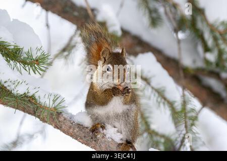 Cute fluffy American red squirrel is sitting on the spruce tree brunch in cold snowy winter day and eating a peanut. Stock Photo